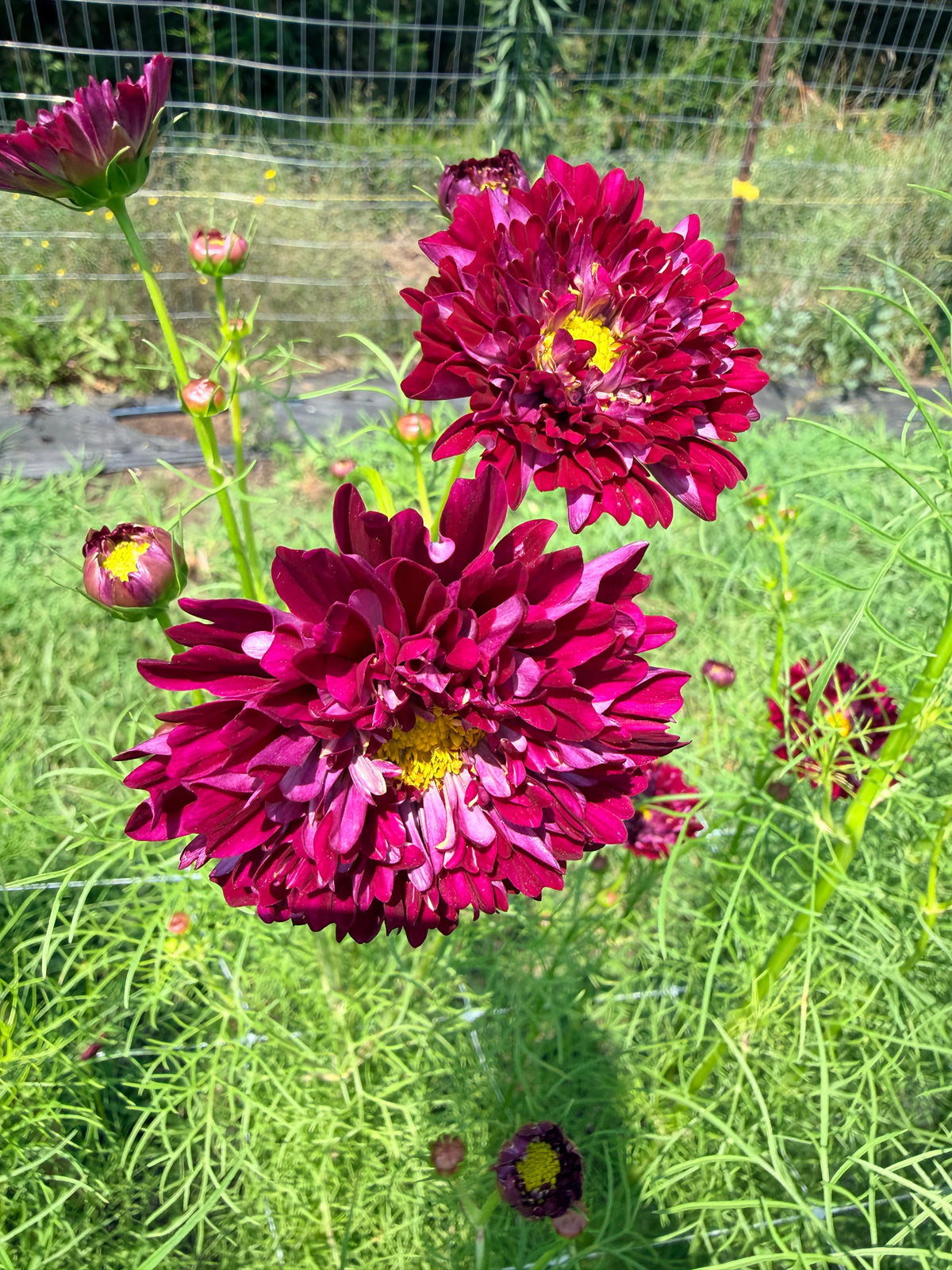 Cosmos - Cranberry - Bundle of 10 Stems