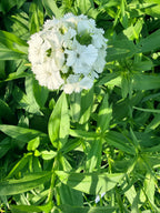 Sweet William - White - Bundle of 5 and 10 Stems