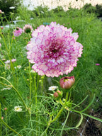 Cosmos - Double Click Romantic Mix - Bundle of 5 and 10 Stems