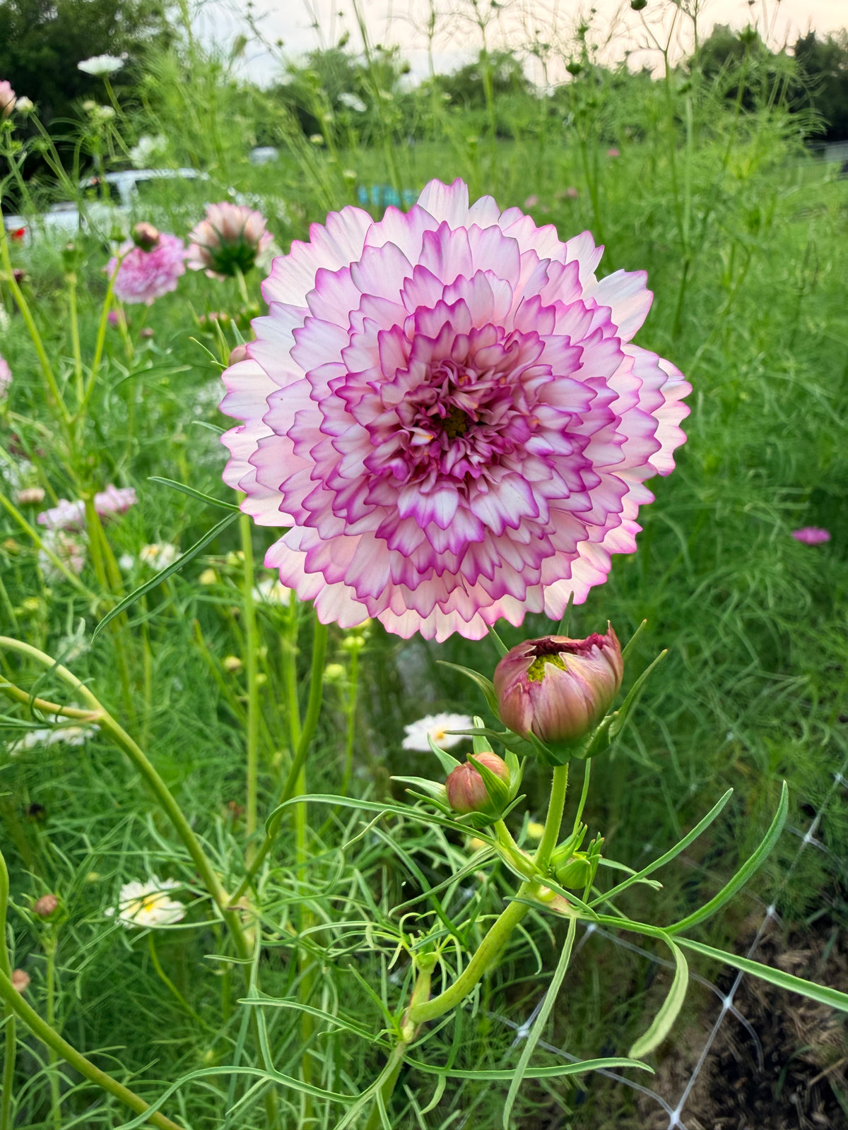Cosmos - Double Click Romantic Mix - Bundle of 5 and 10 Stems