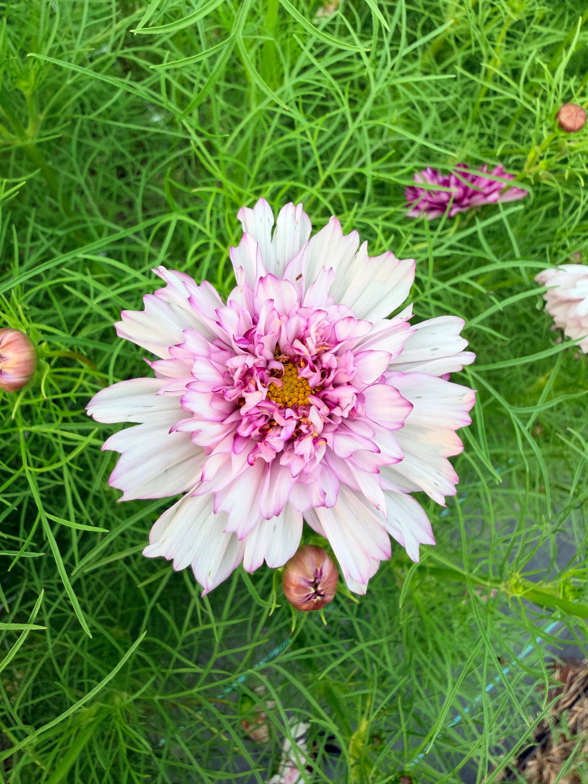 Cosmos - Double Click Romantic Mix - Bundle of 5 and 10 Stems