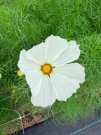 Cosmos - White - Bundle of 10 Stems