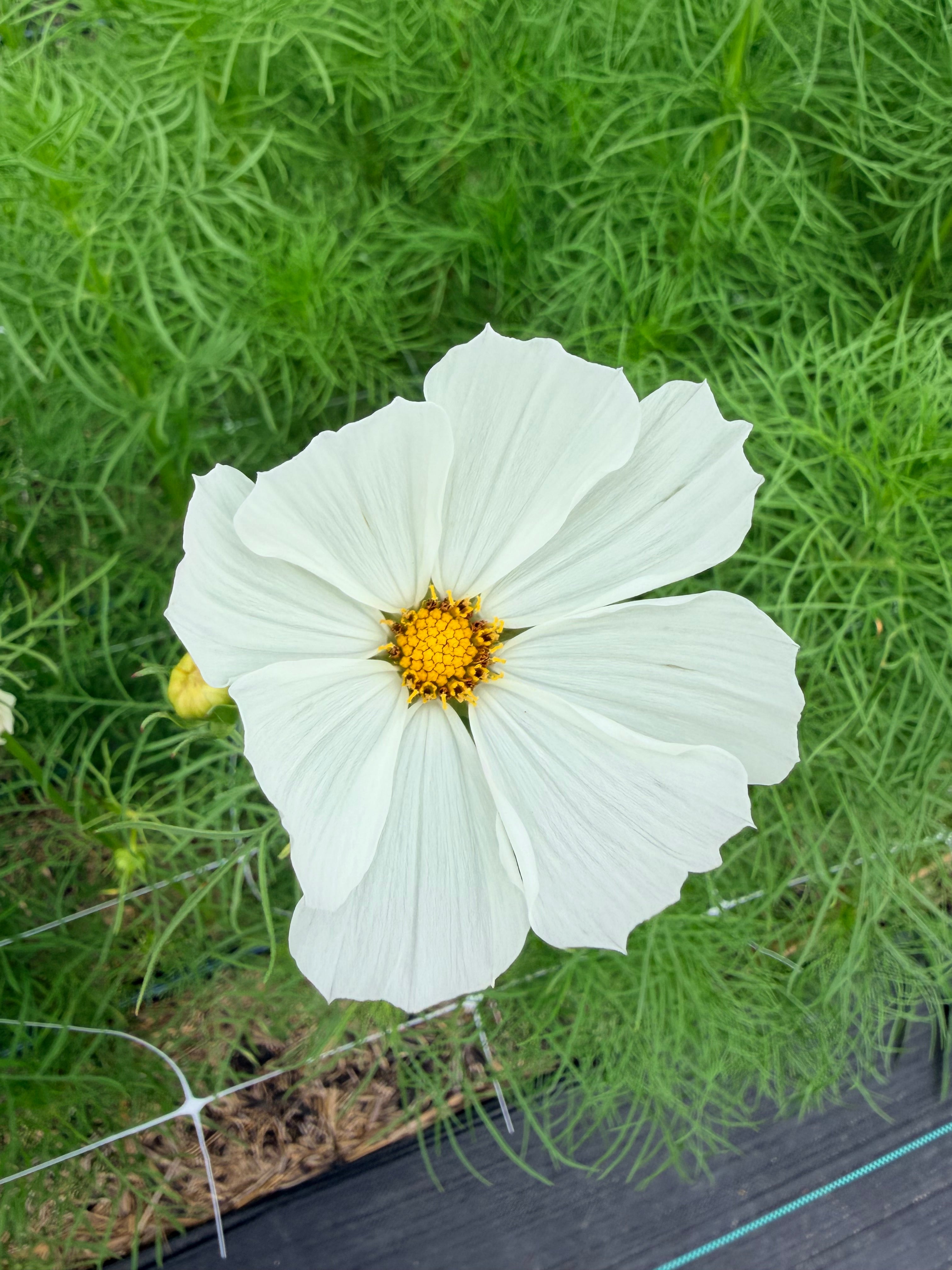 Cosmos - White - Bundle of 10 Stems