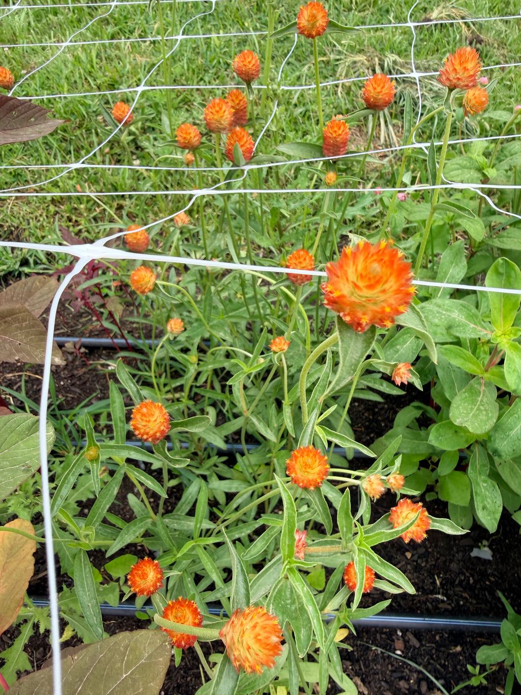 Gomphrena - QIS Orange - Bundle of 10 Stems