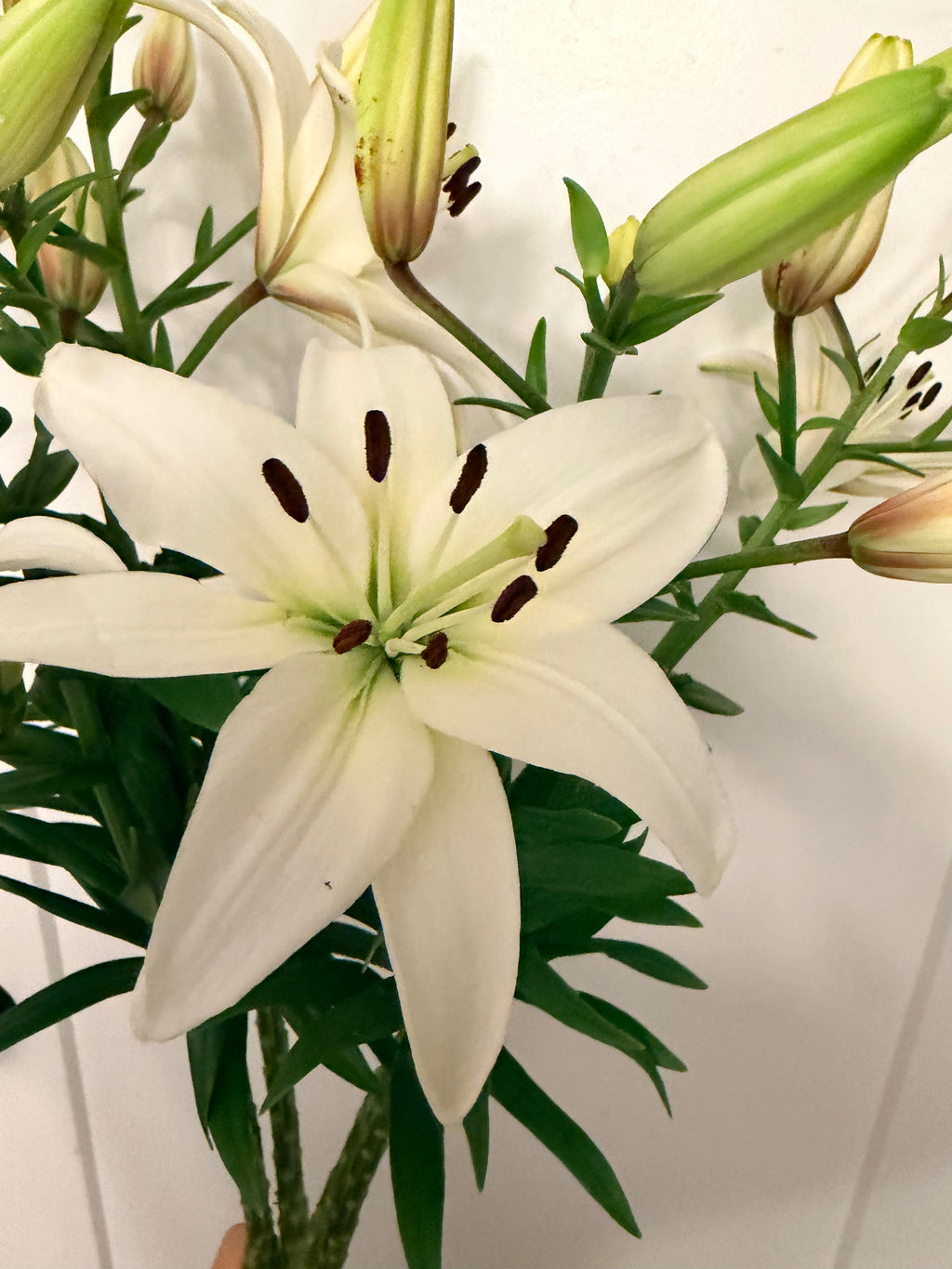 Lily - Bundle of 5 and 10 Stems