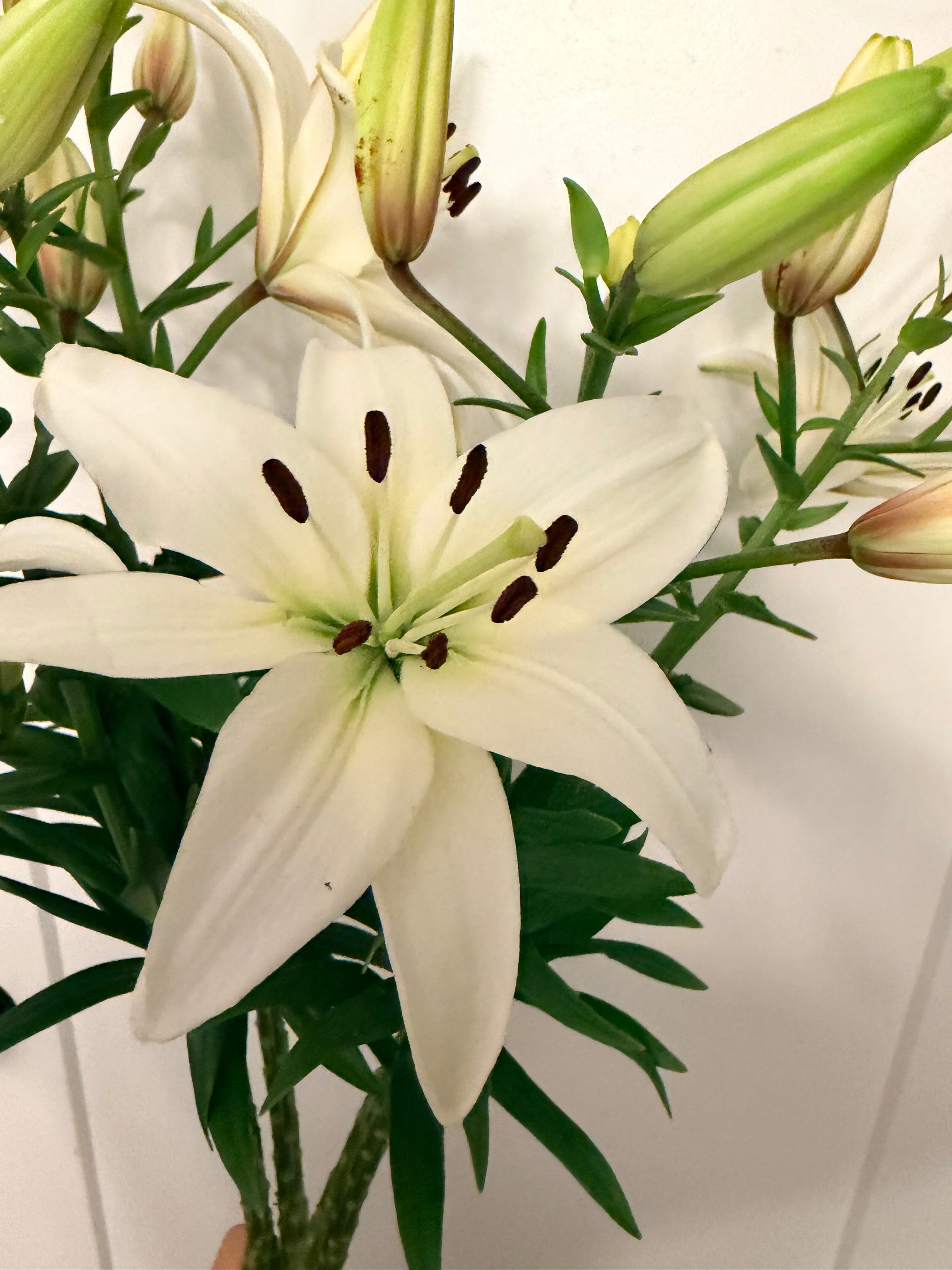 Lily - Bundle of 5 and 10 Stems