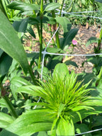 Sweet William - Green Bud - Bundle of 10 Stems