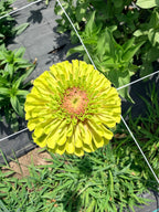 Zinnia - Queeny Lime Blush - Bundle of 5 and 10 Stems