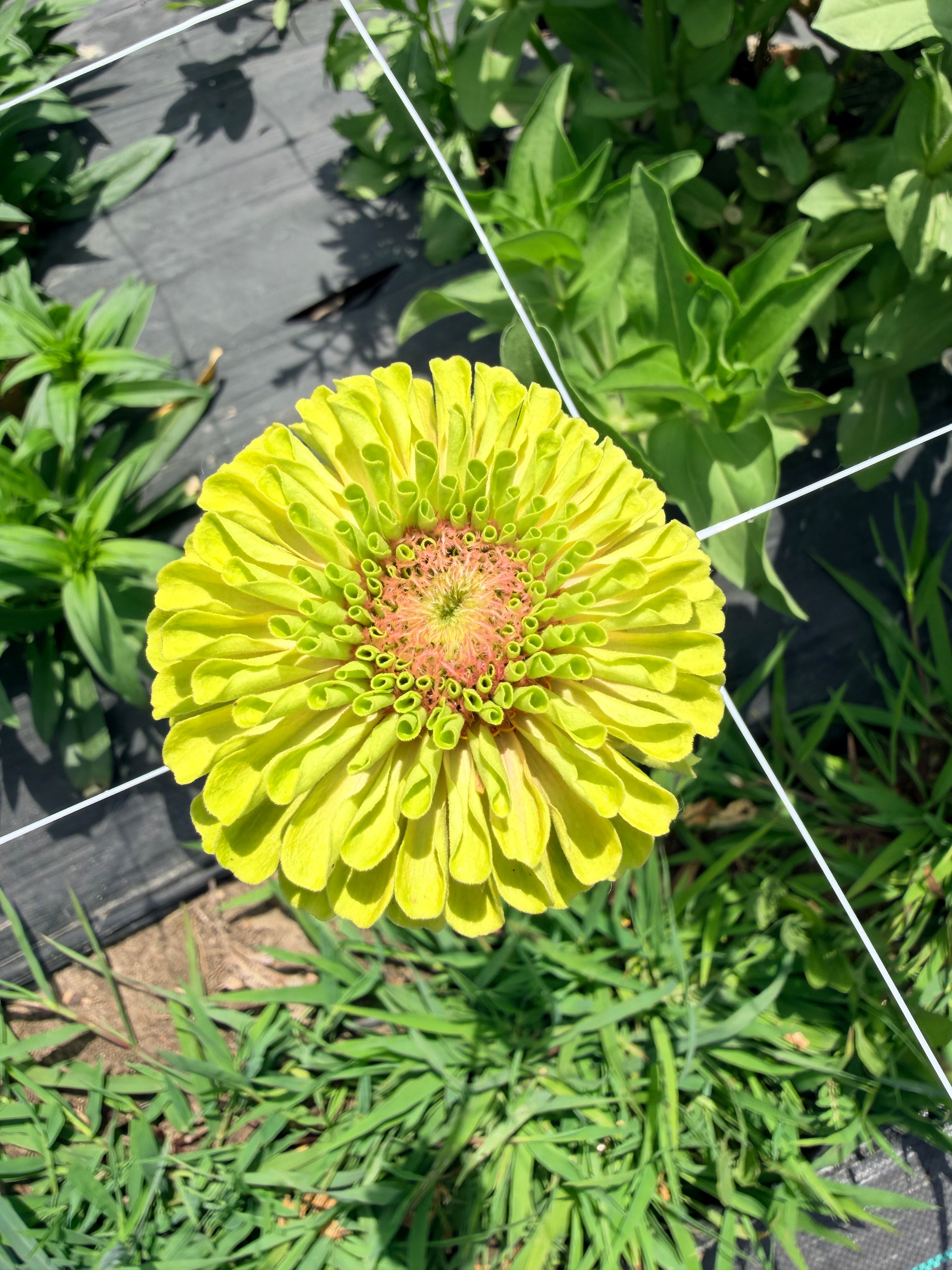 Zinnia - Queeny Lime Blush - Bundle of 5 and 10 Stems
