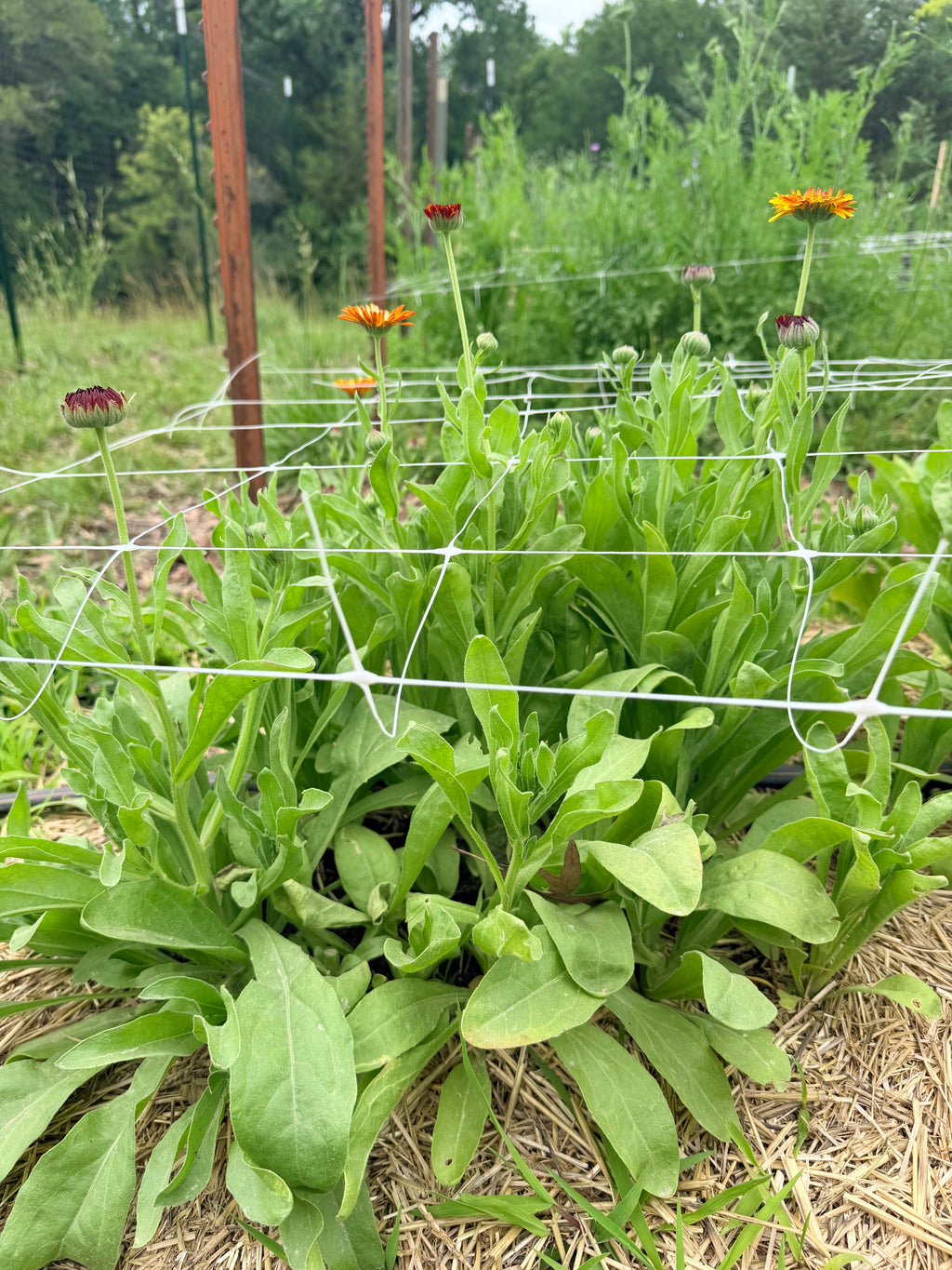 Calendula - Flashback Mix - Bundle of 10 Stems