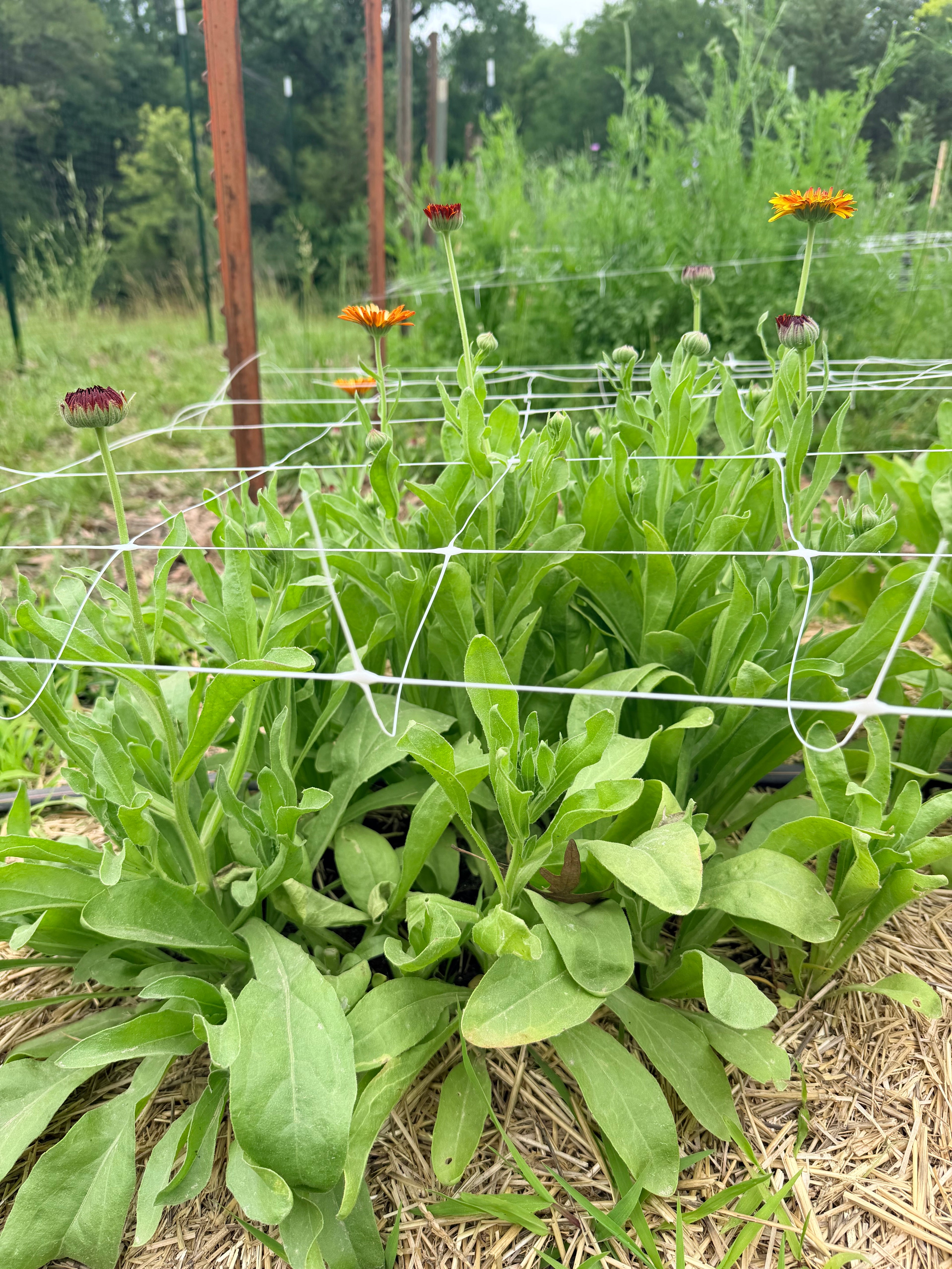 Calendula - Flashback Mix - Bundle of 10 Stems
