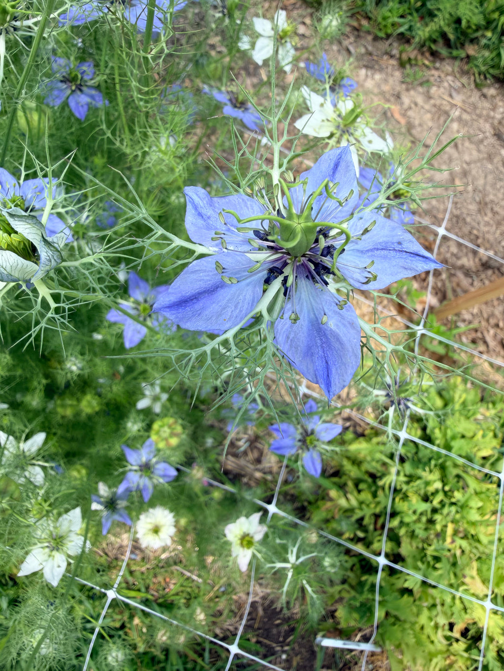Nigella - Mixed Bunch - Bundle of 10 Stems