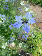 Nigella - Mixed Bunch - Bundle of 10 Stems