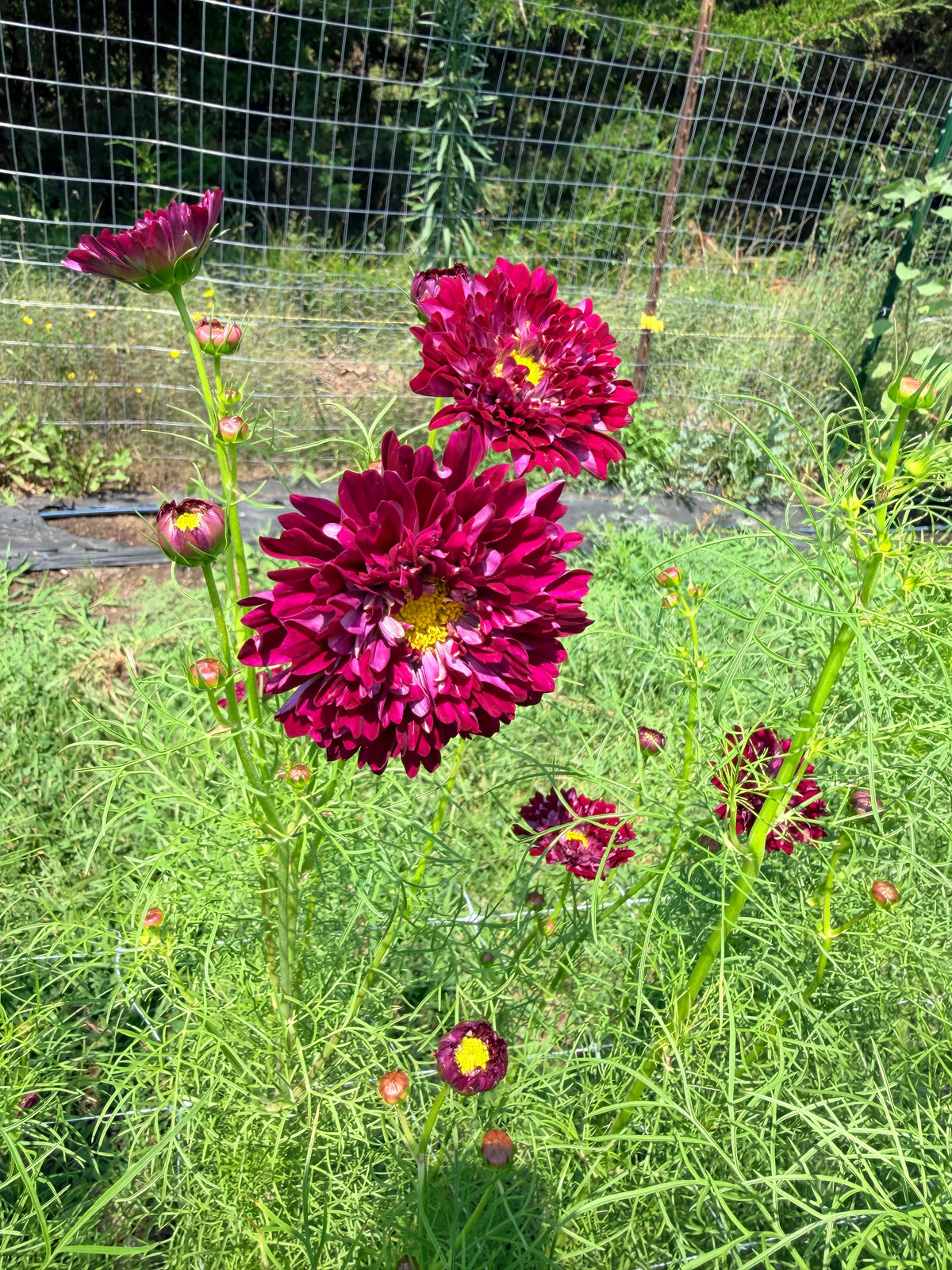 Cosmos - Cranberry - Bundle of 10 Stems