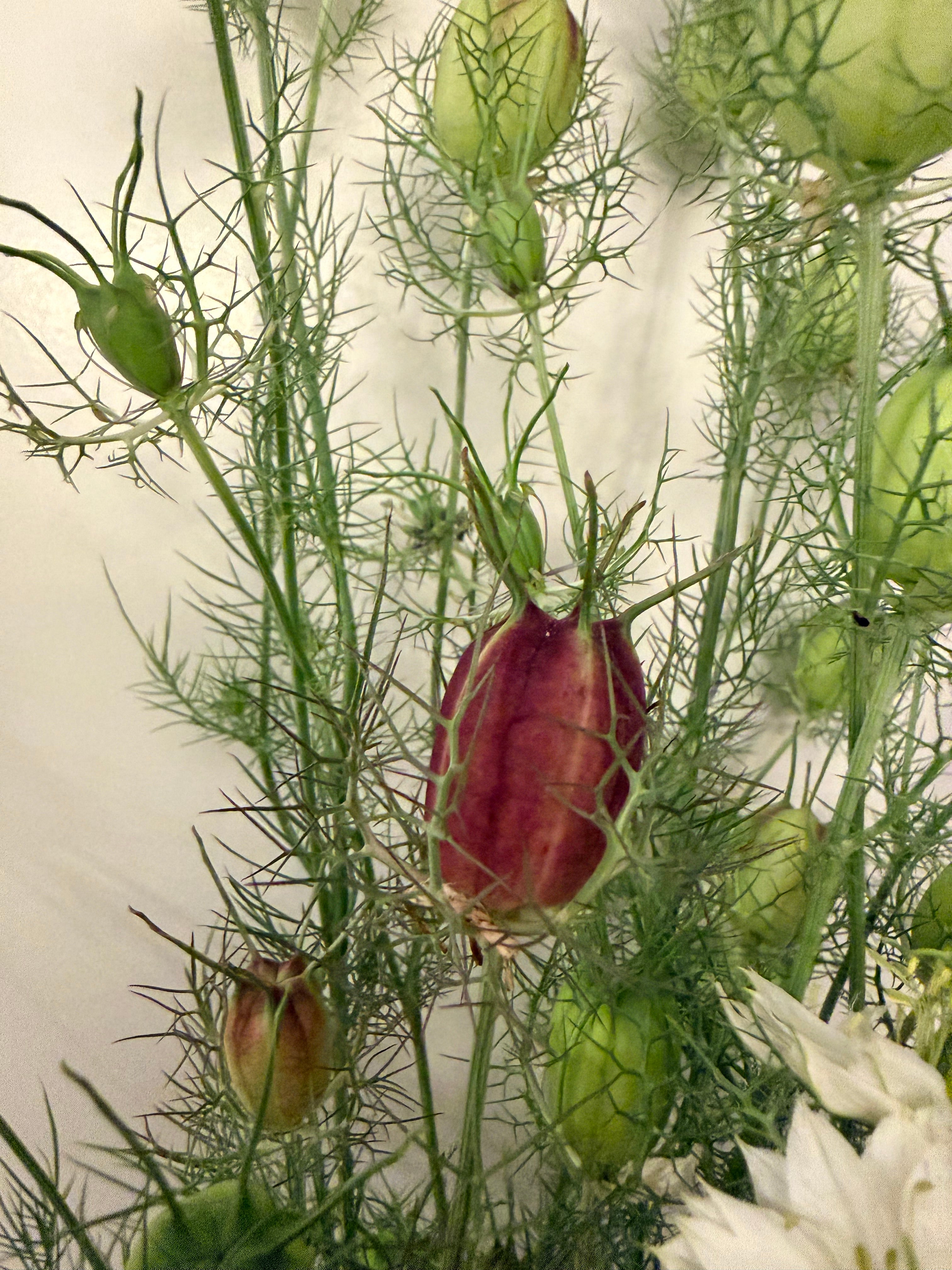 Nigella - Mixed Bunch - Bundle of 10 Stems