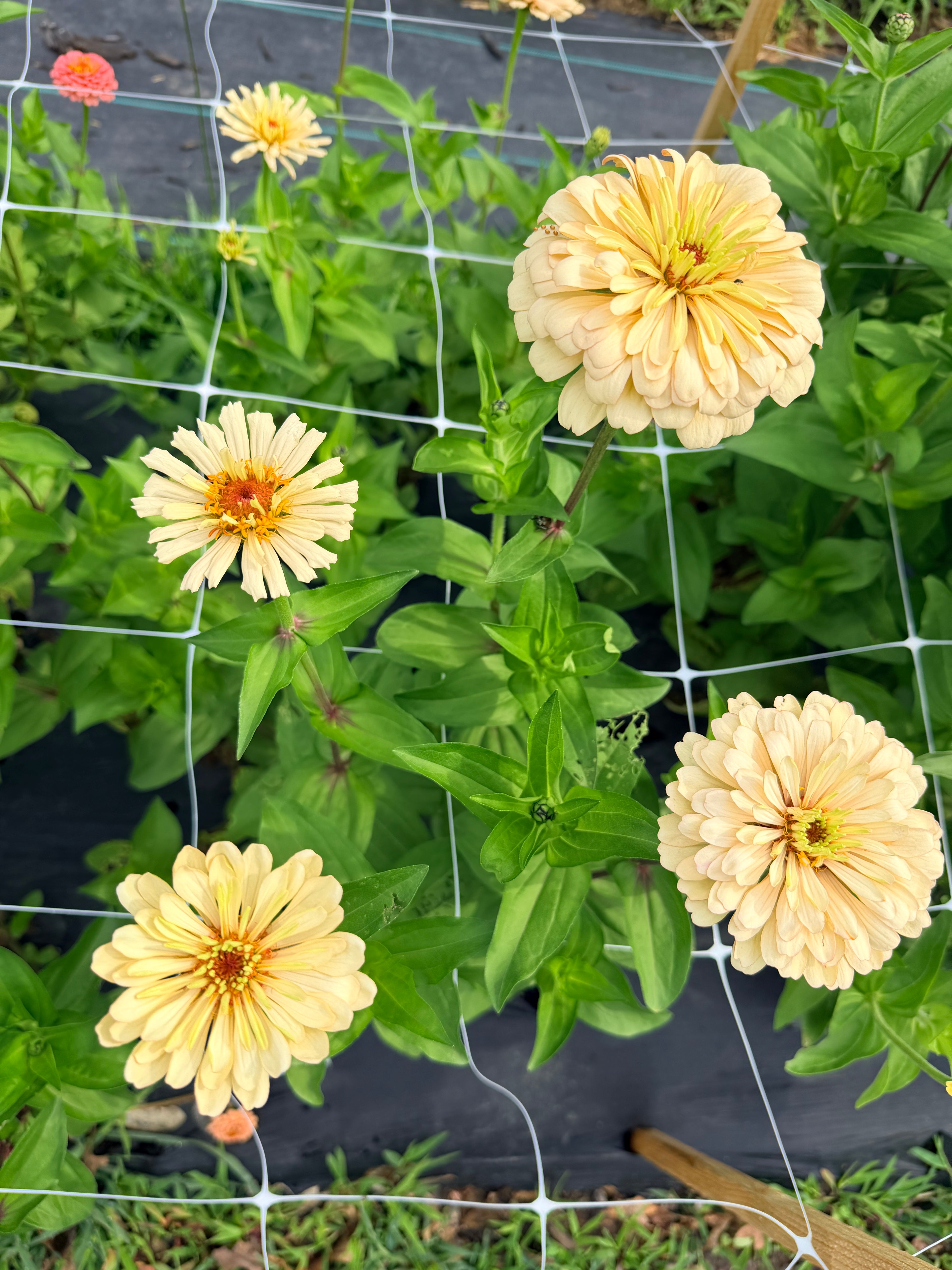 Zinnia - Linen - Bundle of 5 and 10 Stems