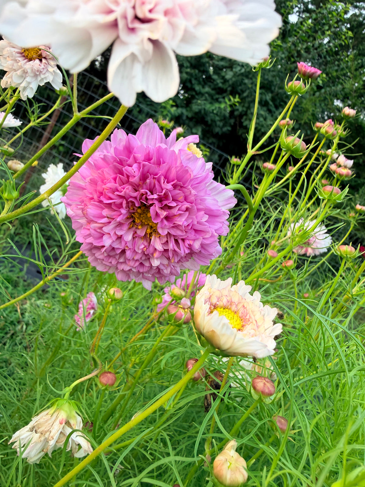 Cosmos - Double Click Romantic Mix - Bundle of 5 and 10 Stems