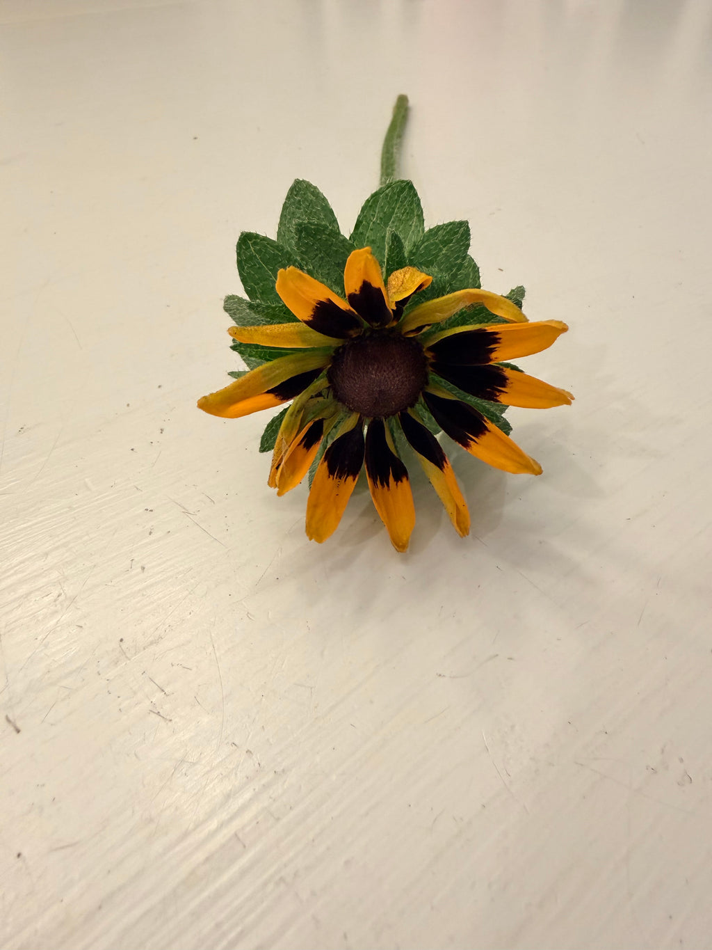 Rudbeckia - Denver Daisy - Bundle of 10 Stems