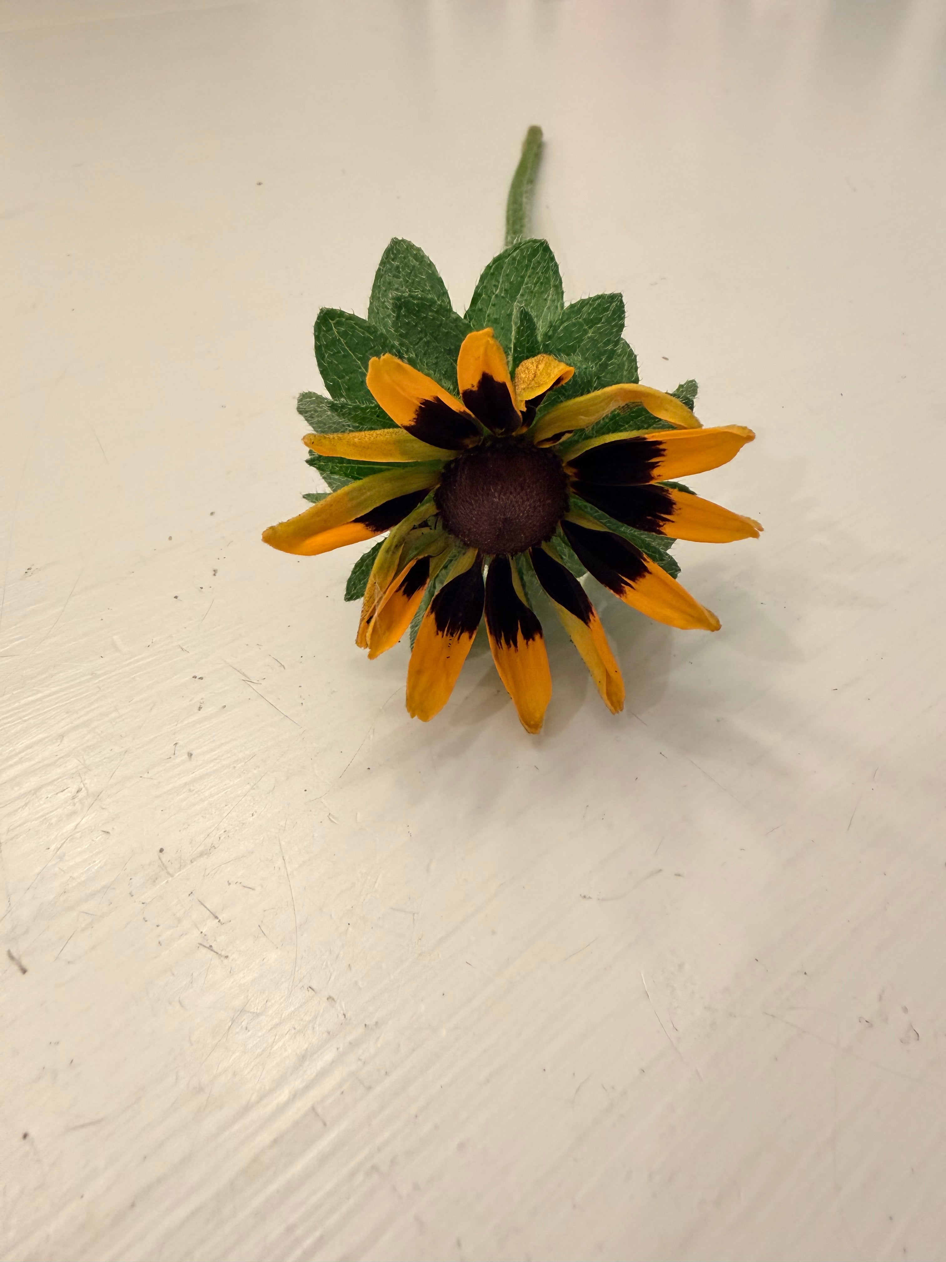 Rudbeckia - Denver Daisy - Bundle of 10 Stems