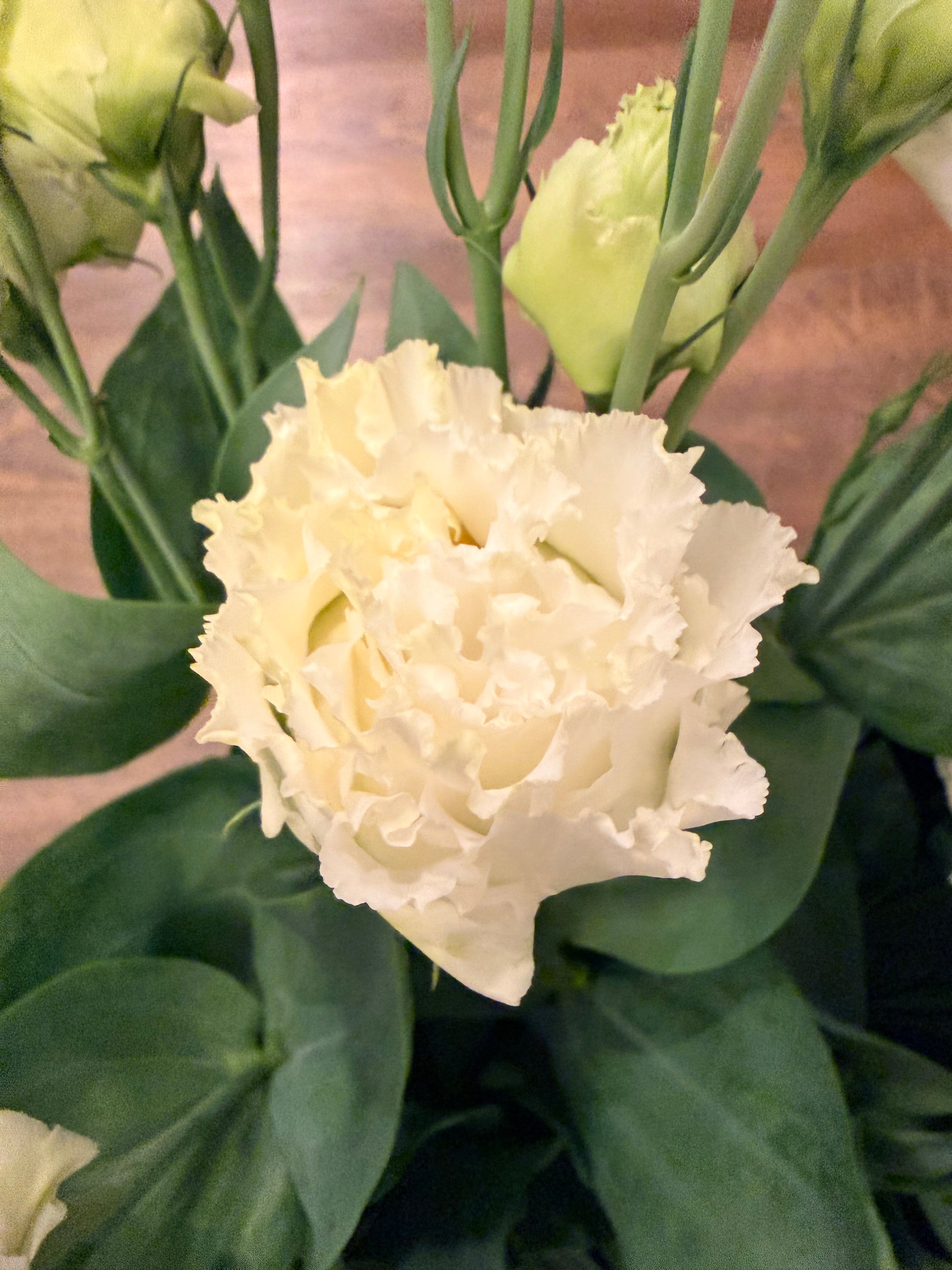 Lisianthus - White - Bundle of 10