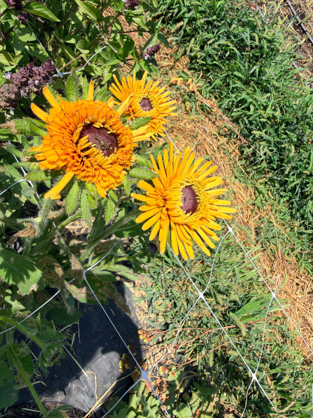Rudbeckia - Chim Chiminee - Bundle of 5 and 10 Stems