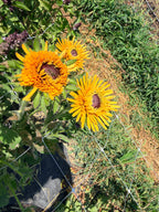 Rudbeckia - Chim Chiminee - Bundle of 5 and 10 Stems