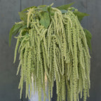 Amaranth - Emerald Tassels - Bundle of 5 and 10 Stems - Coming Soon!