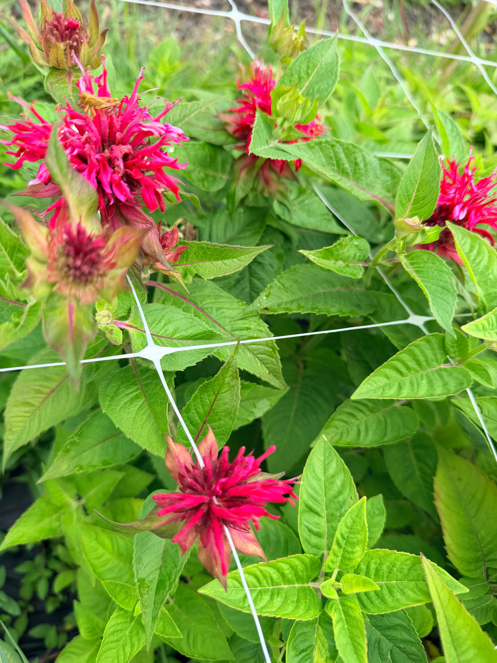 Monarda - Panorama - Bundle of 10 Stems