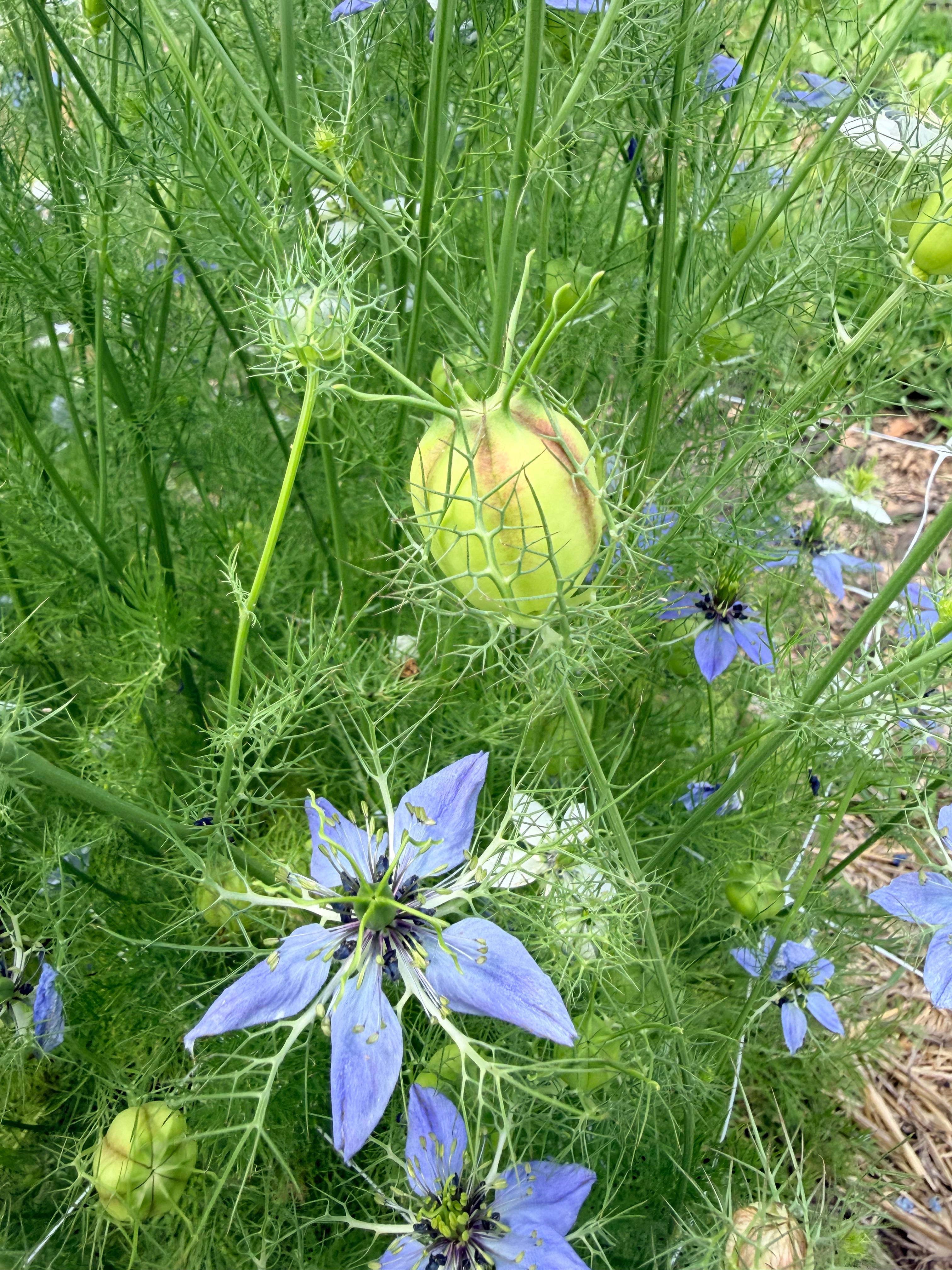 Nigella - Mixed Bunch - Bundle of 10 Stems