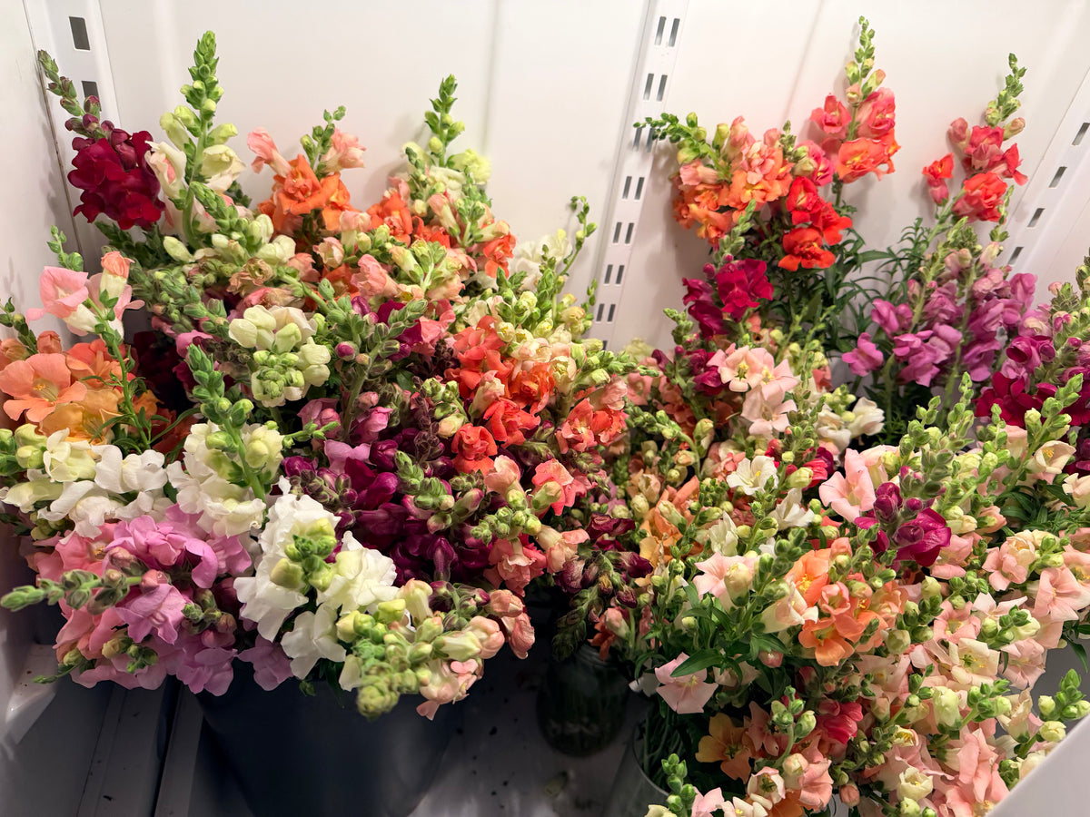 Snapdragon - Bundle of 10 Stems - Mixed Bunch