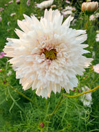Cosmos - Double Click Romantic Mix - Bundle of 5 and 10 Stems