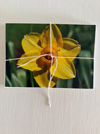 Ingstad Farms Flower Greeting Card Set