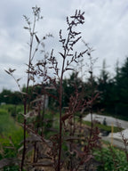 Atriplex Red - Bundle of 10 Stems