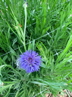 Bachelor Button - Blue - 10 Stems