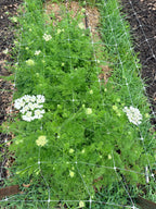 Orlaya - Bundle of 10 Stems