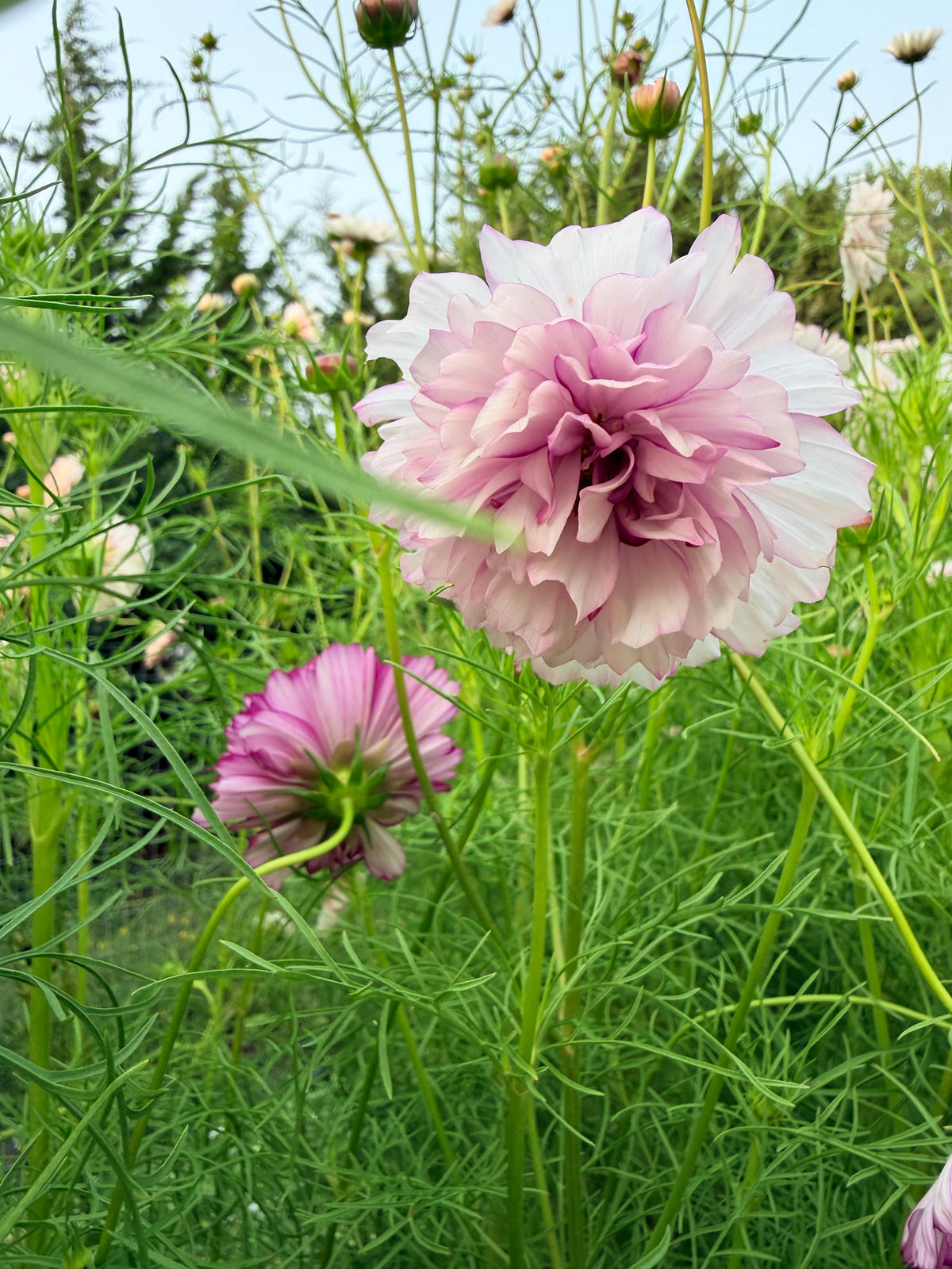 Cosmos - Double Click Romantic Mix - Bundle of 5 and 10 Stems