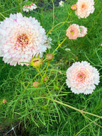 Cosmos - Double Click Romantic Mix - Bundle of 5 and 10 Stems