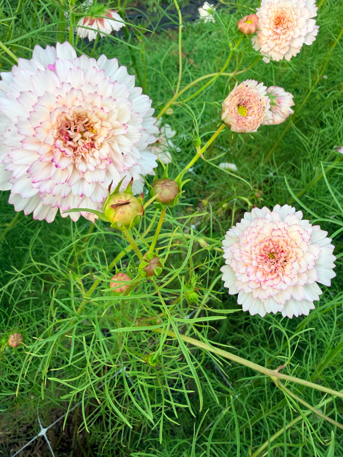 Cosmos - Double Click Romantic Mix - Bundle of 5 and 10 Stems