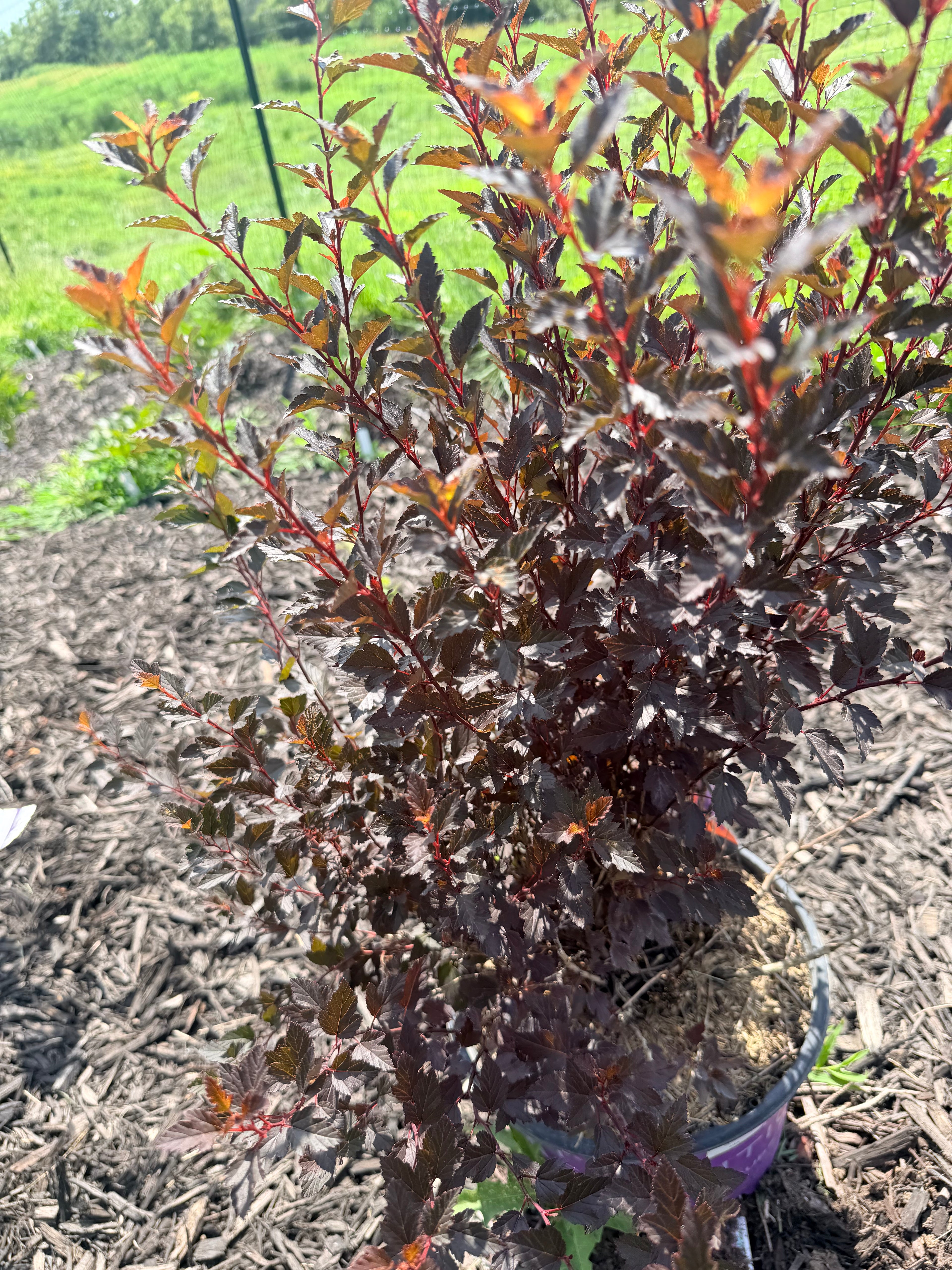 Ninebark - Bundle of 10 Stems