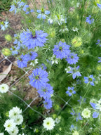 Nigella - Mixed Bunch - Bundle of 10 Stems