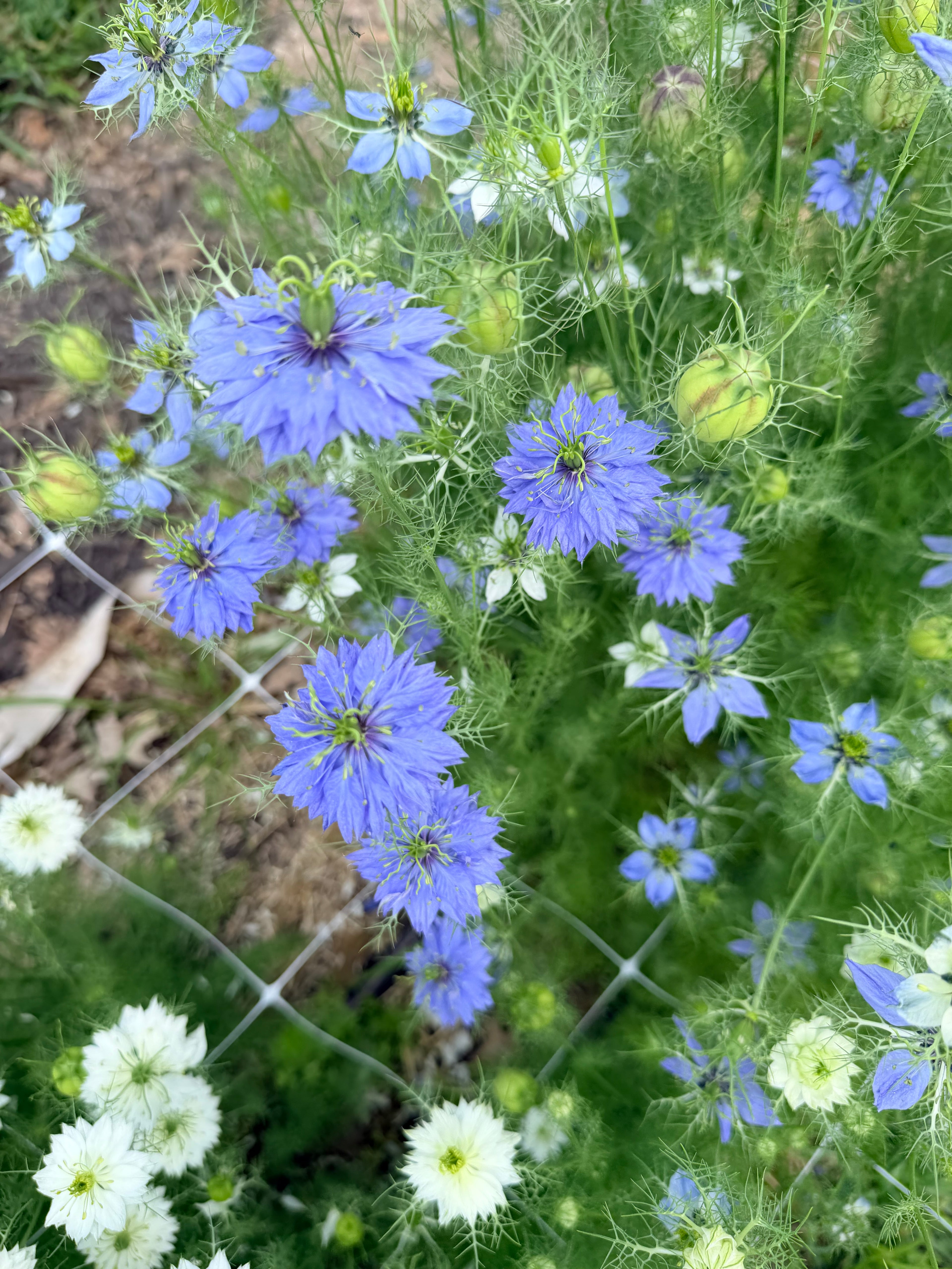 Nigella - Mixed Bunch - Bundle of 10 Stems