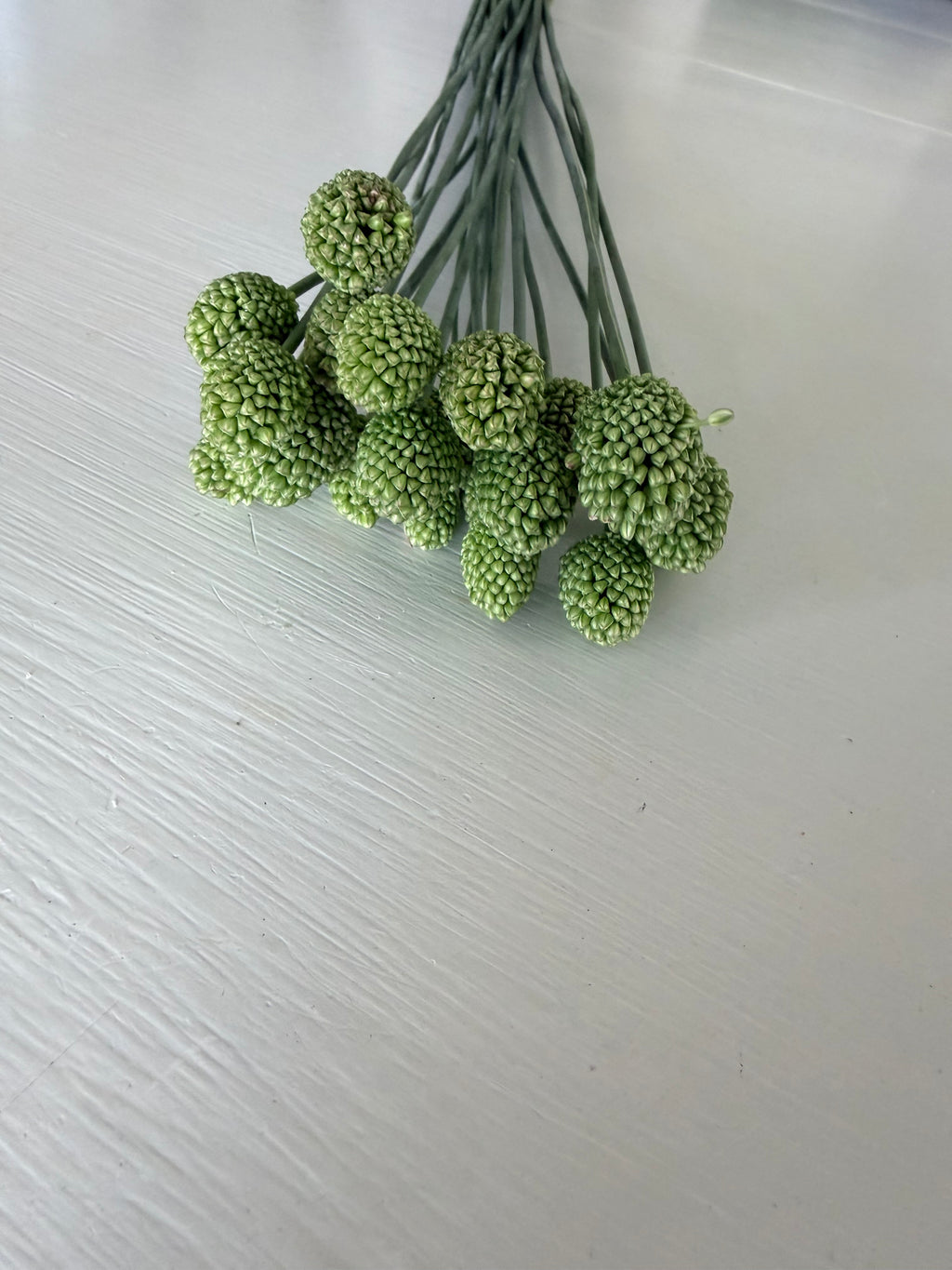 Allium - Drumstick