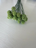 Allium - Drumstick
