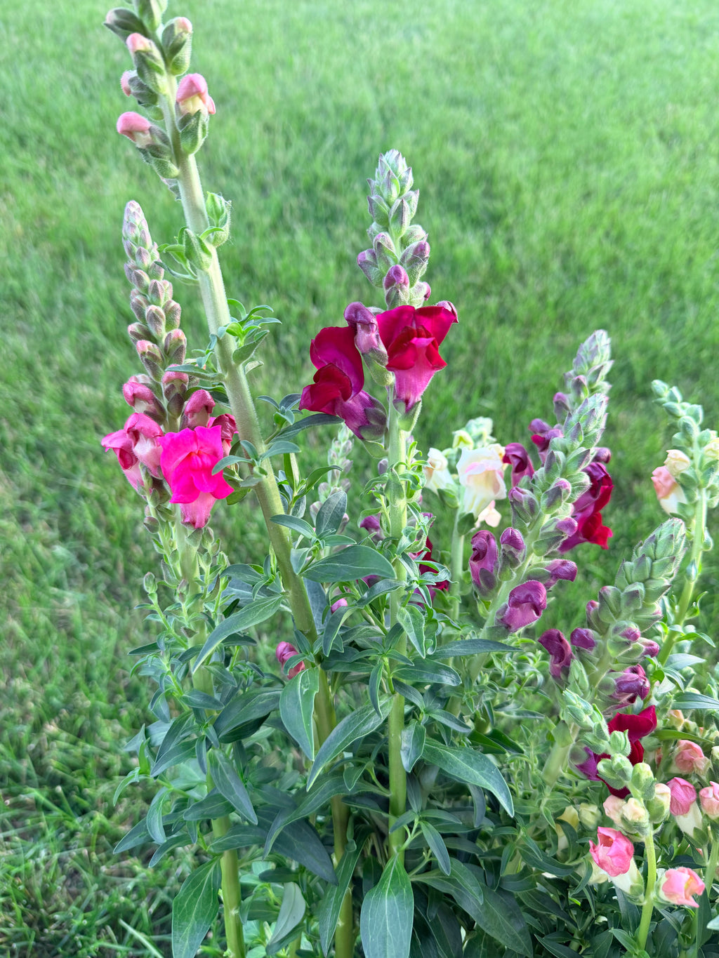 Snapdragon - Bundle of 5 and 10 Stems -  Lavender - Thick/Extra Tall (Copy)