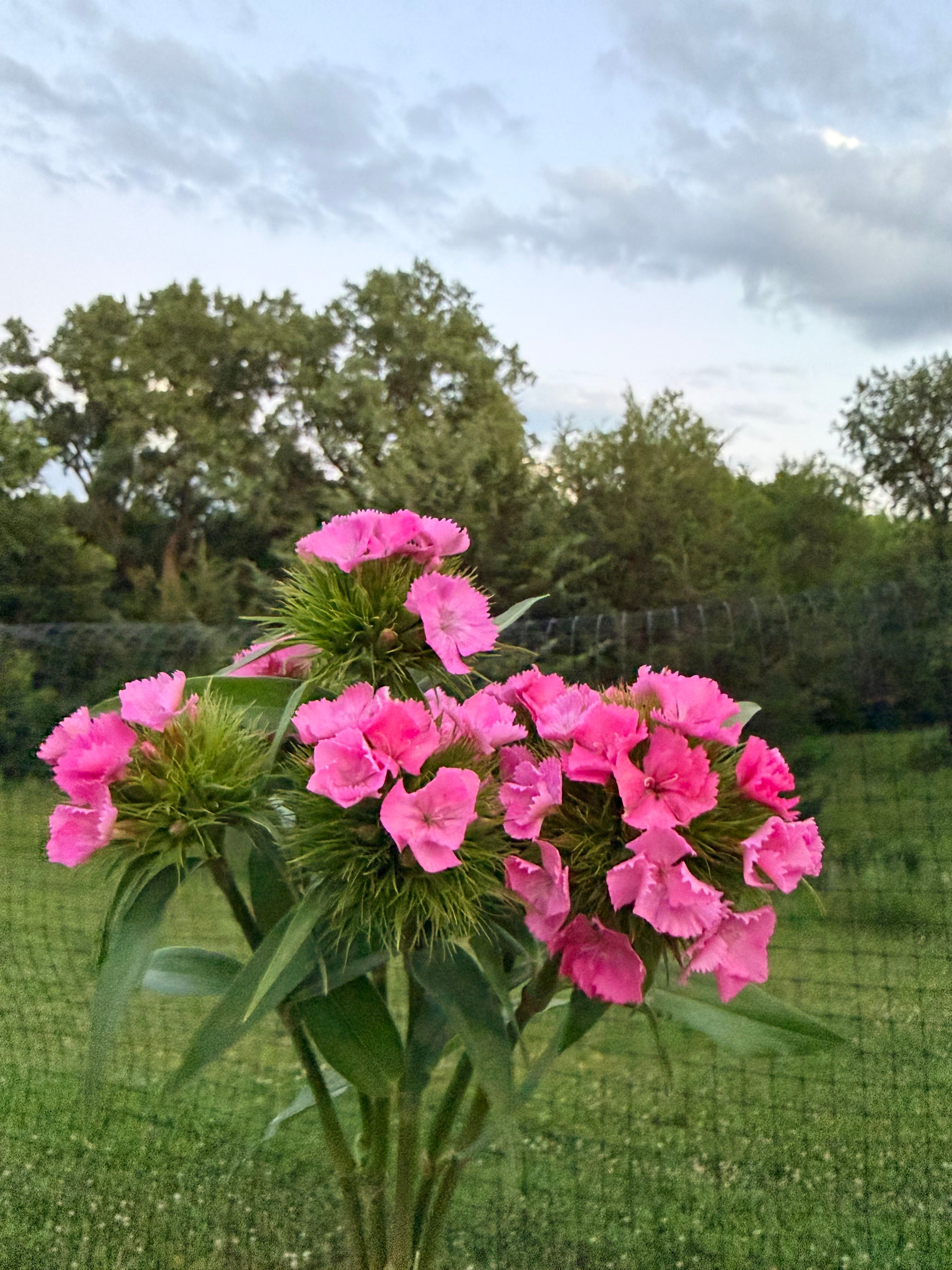 Sweet William - Amazon Rose - Bundle of 5 and 10 Stems