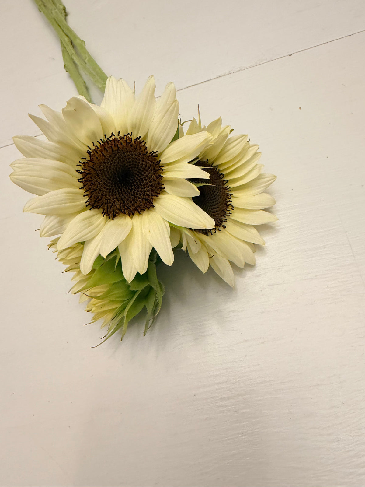 Sunflower (ProCut) - White Nite - Bundle of 5 and 10 Stems