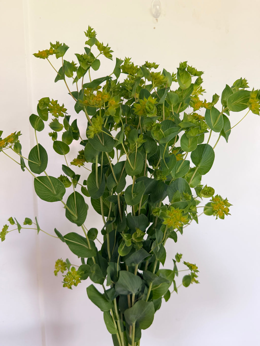 Bupleurum - Bundle of 10 Stems