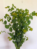 Bupleurum - Bundle of 10 Stems