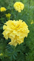 Marigold - Mixed Bunch - Bundle of 5 and 10 Stems