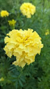 Marigold - Mixed Bunch - Bundle of 5 and 10 Stems